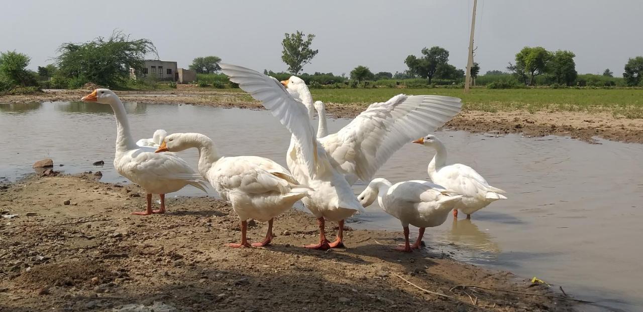 Ibishouse Farm Stay Bharatpur Eksteriør bilde