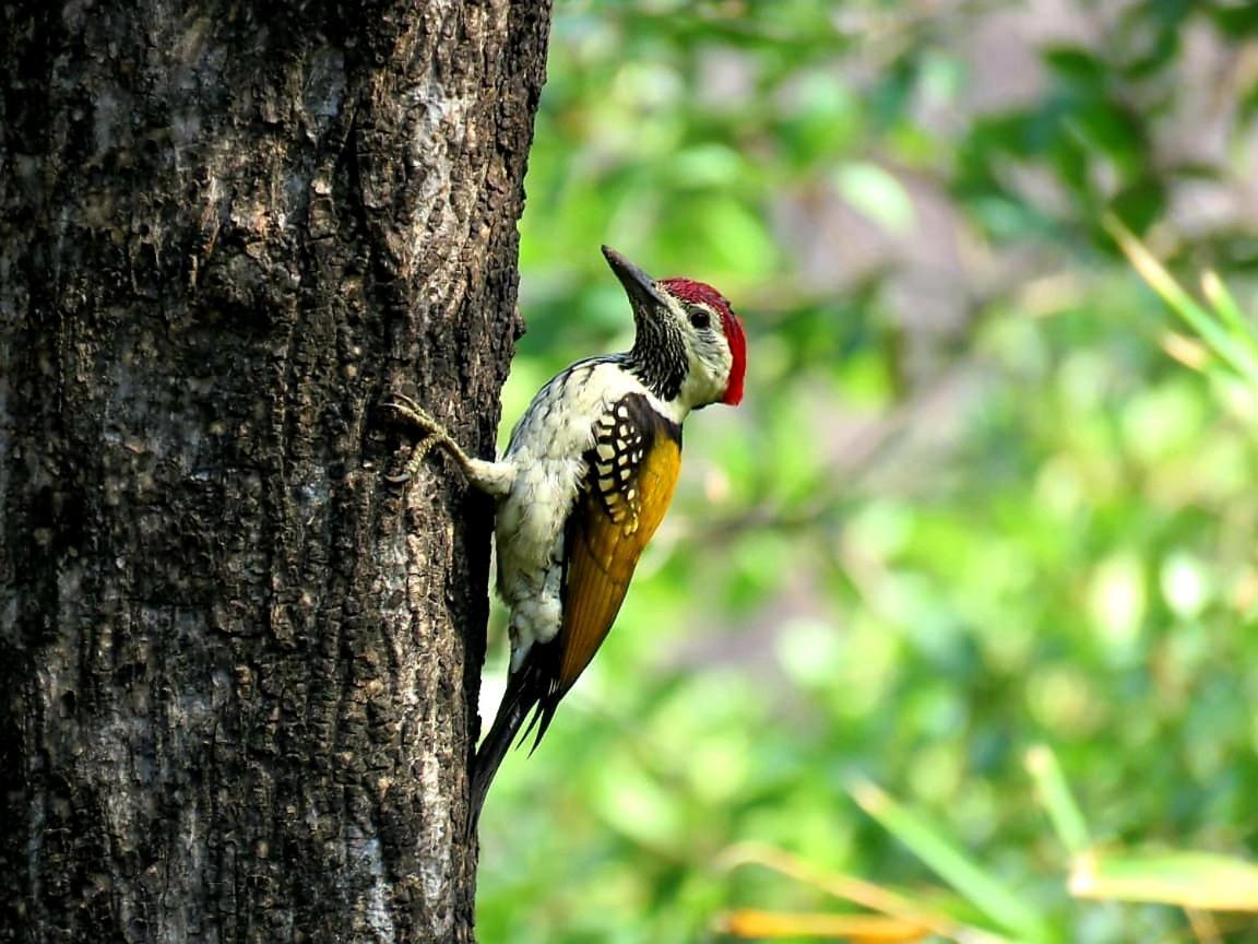 Ibishouse Farm Stay Bharatpur Eksteriør bilde