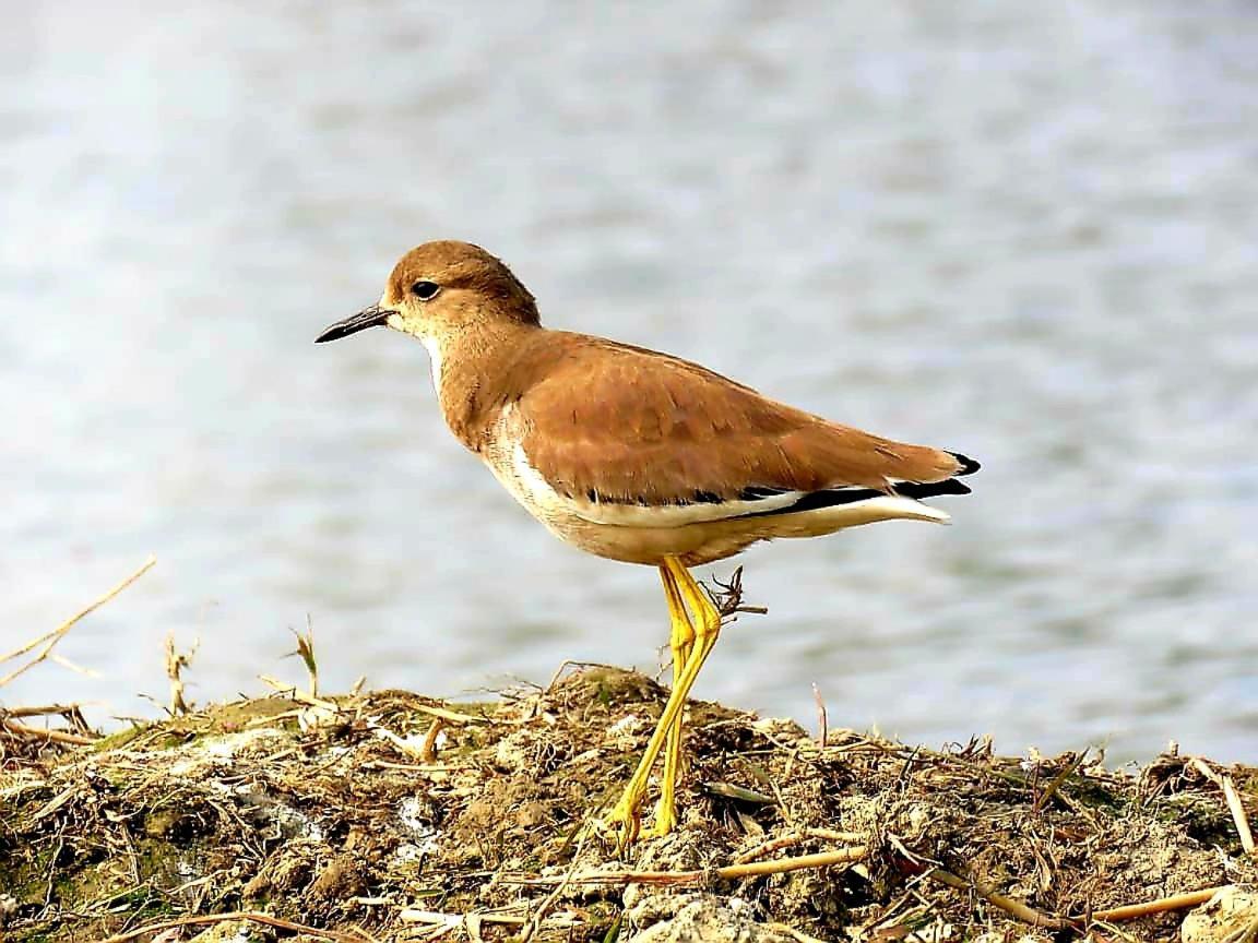 Ibishouse Farm Stay Bharatpur Eksteriør bilde