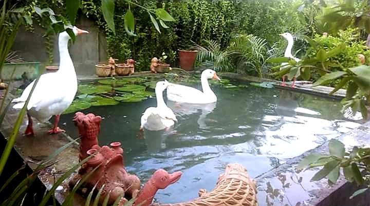 Ibishouse Farm Stay Bharatpur Eksteriør bilde