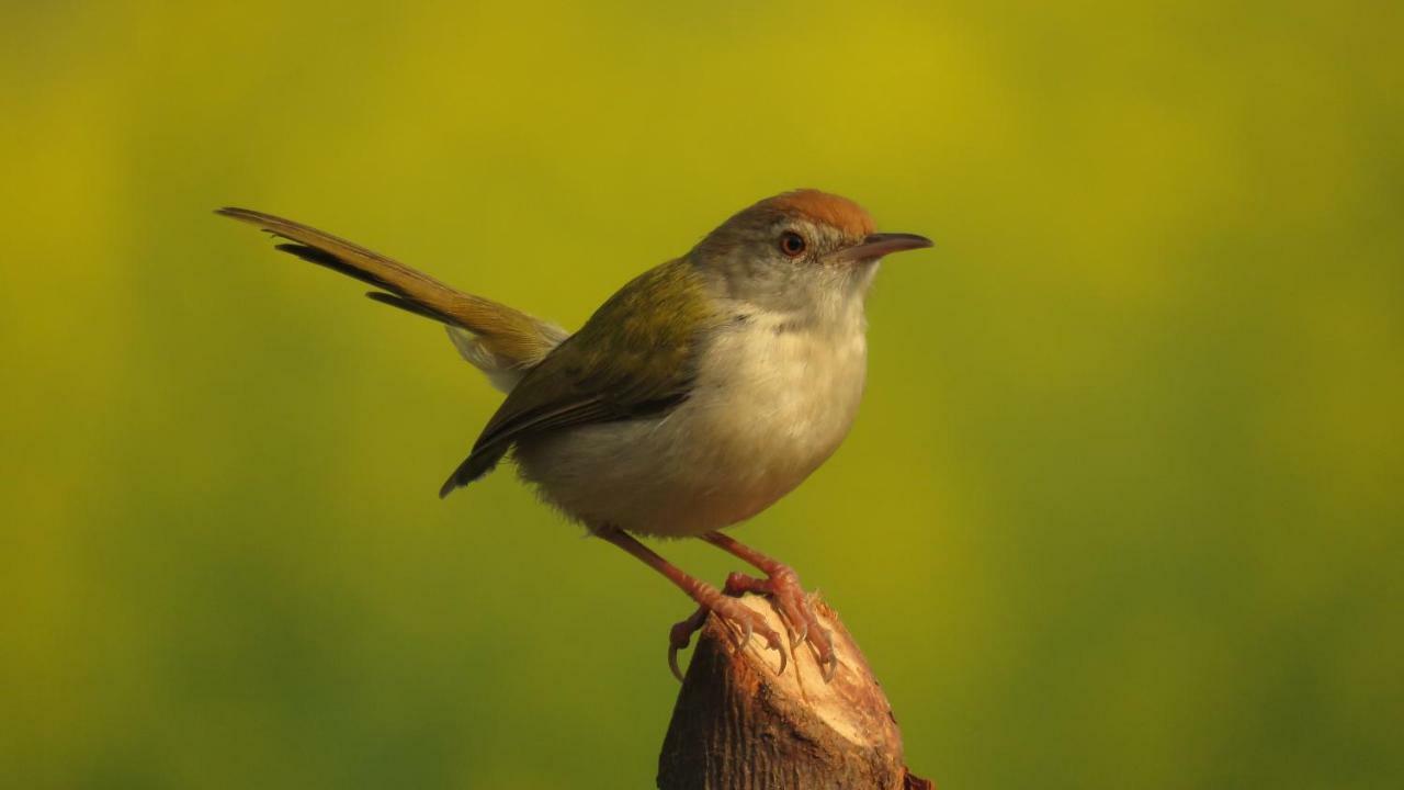 Ibishouse Farm Stay Bharatpur Eksteriør bilde