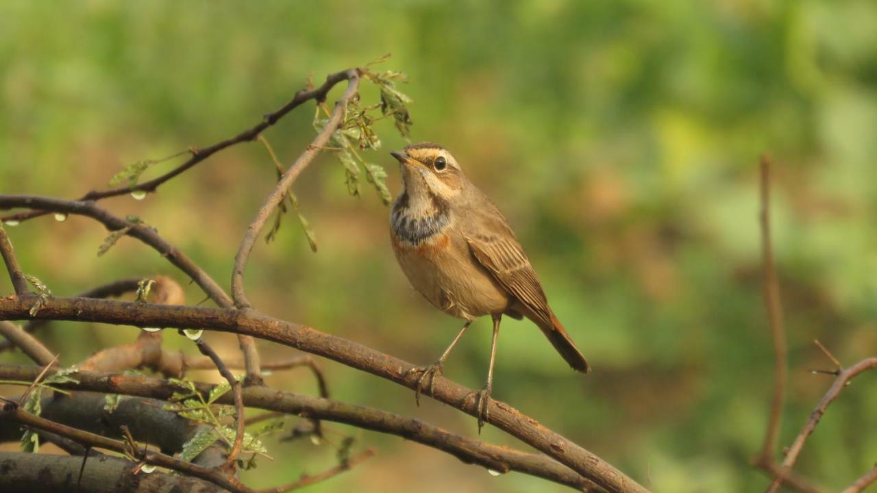 Ibishouse Farm Stay Bharatpur Eksteriør bilde