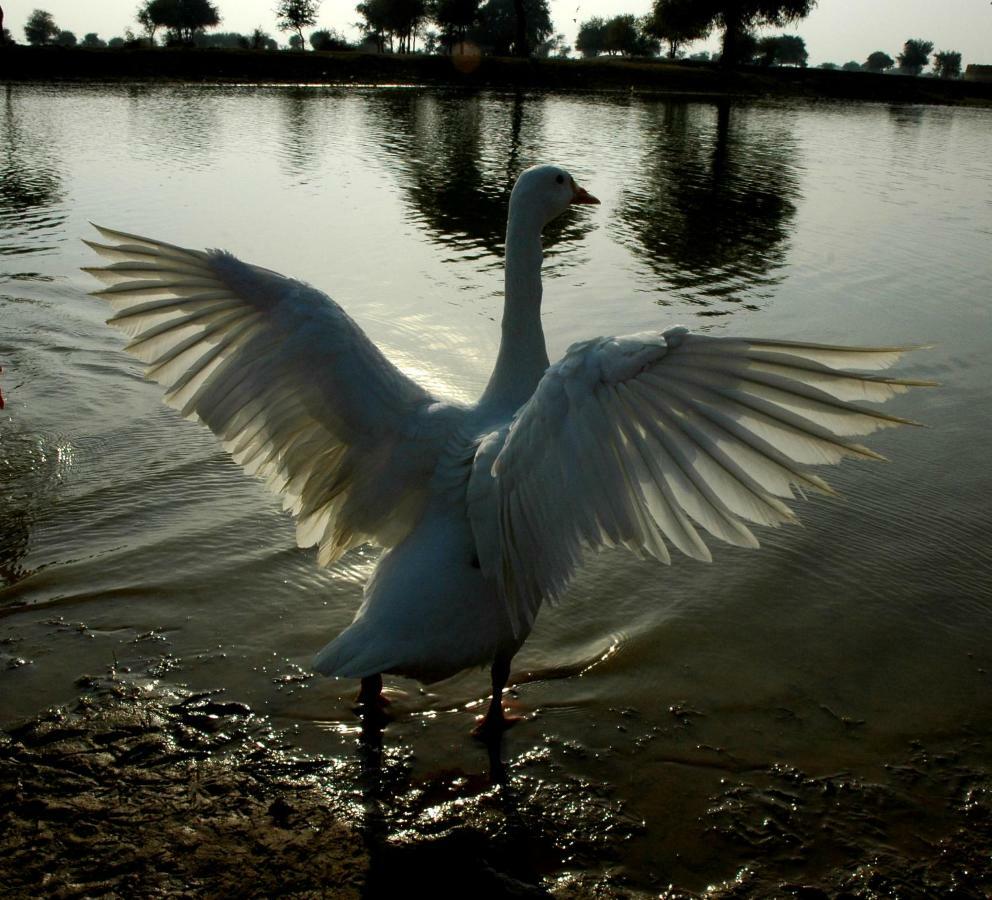 Ibishouse Farm Stay Bharatpur Eksteriør bilde