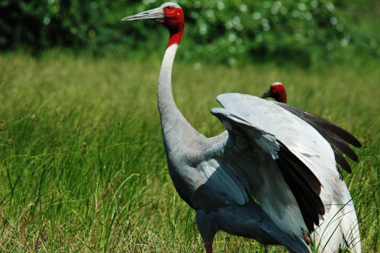 Ibishouse Farm Stay Bharatpur Eksteriør bilde