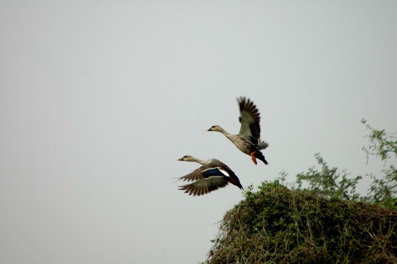 Ibishouse Farm Stay Bharatpur Eksteriør bilde
