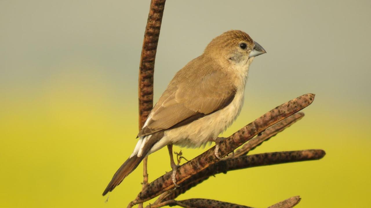 Ibishouse Farm Stay Bharatpur Eksteriør bilde